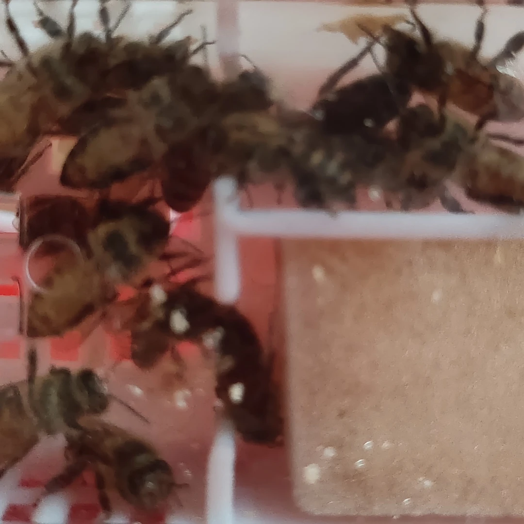 十八脾中蜂王爆产卵款温驯籽脾多产蜜高抗寒热易介王换王必选