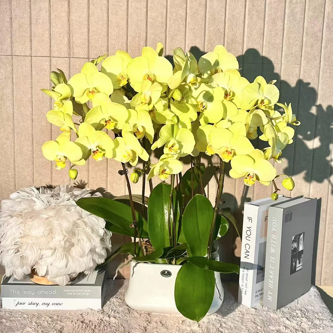 秘密花园 芳美神话 年宵花蝴蝶兰 绿色花型 室内精品观赏 真花