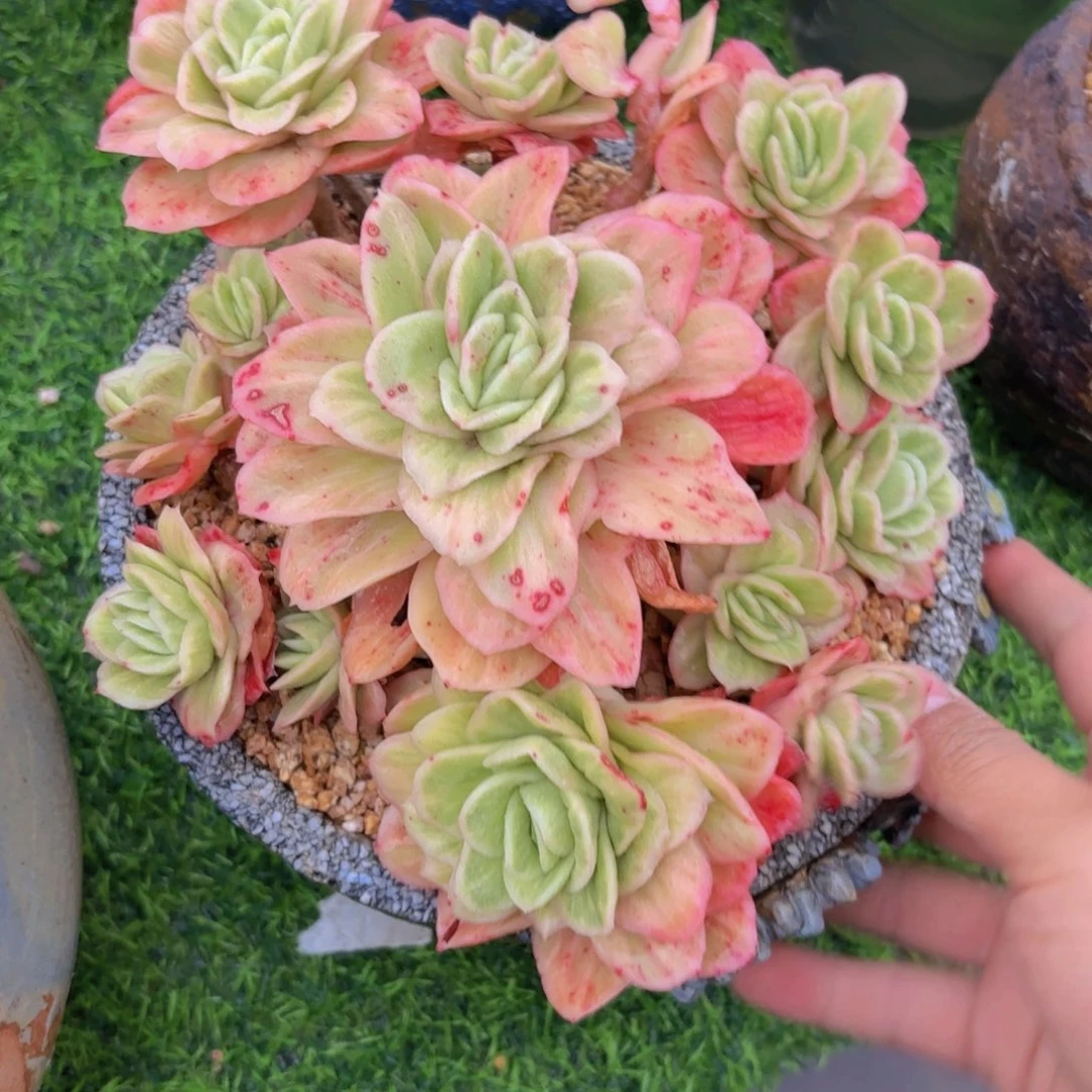 8号多肉，冰玫瑰手捧