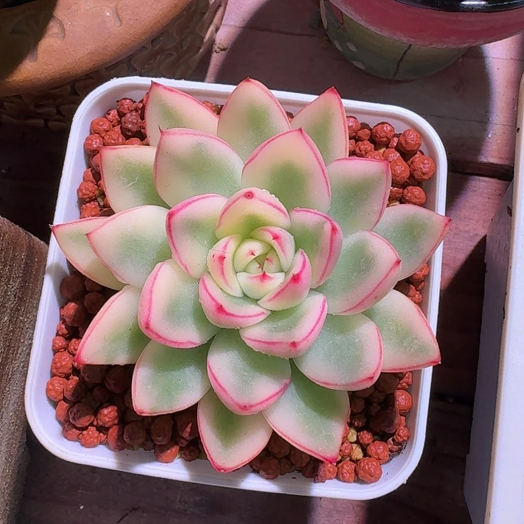 阿斯娜锦多肉多肉