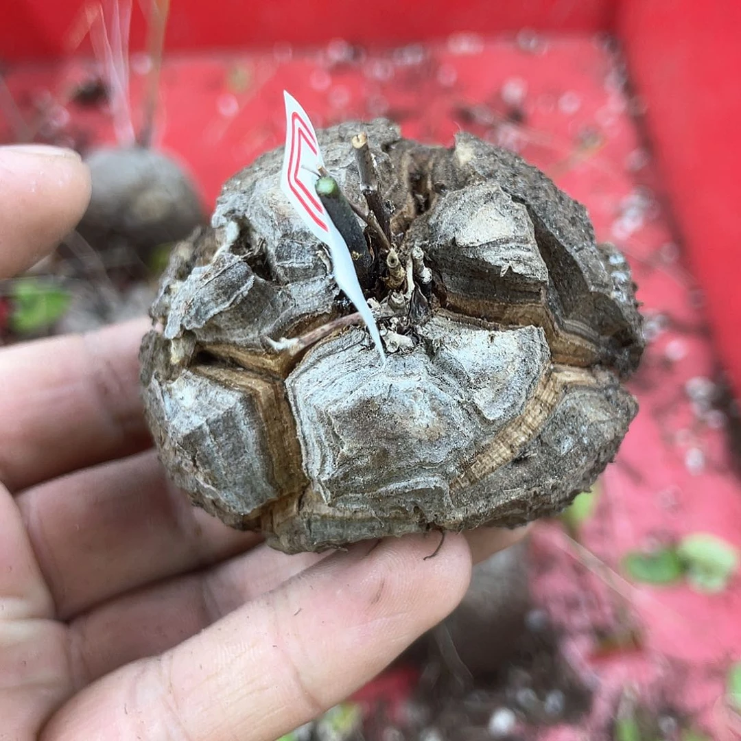 龟甲龙一物一拍1607号