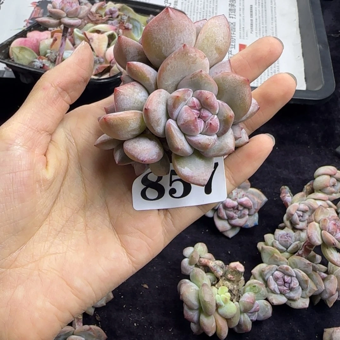 星影6头无根一物一拍857