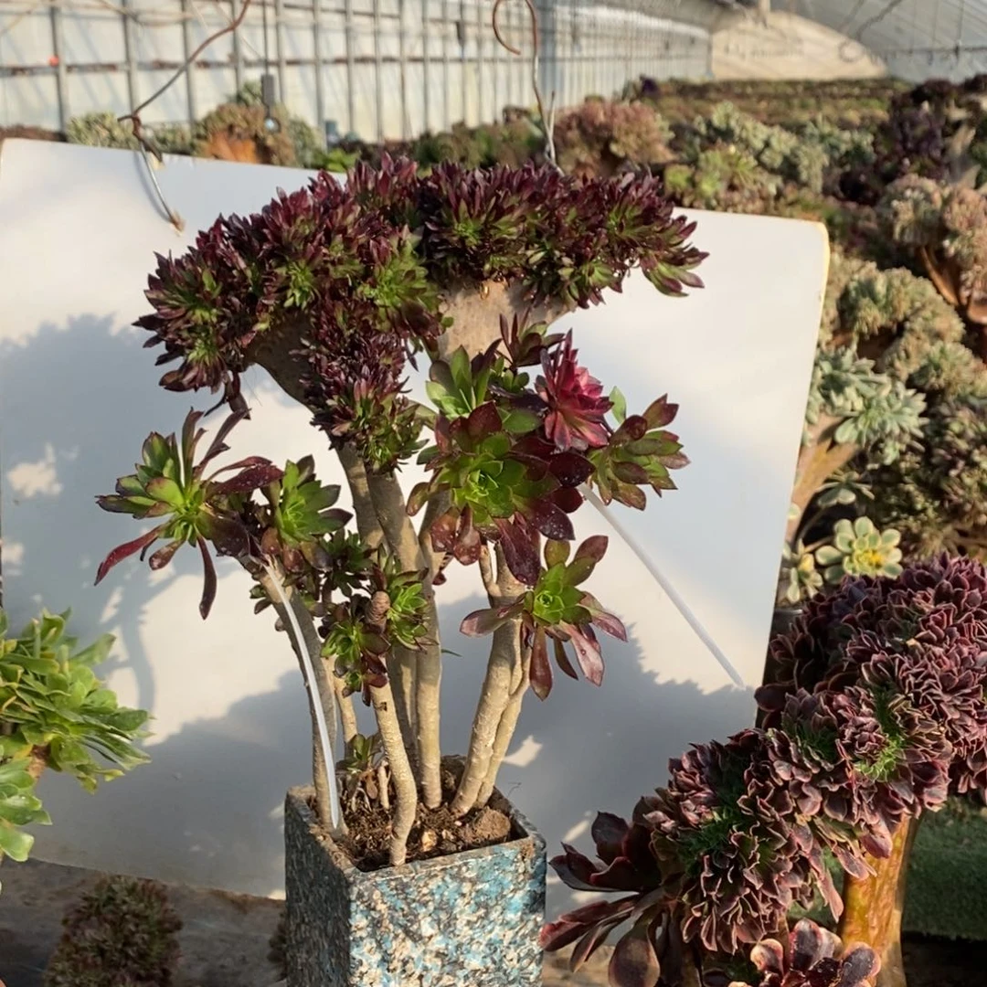 微瑕10996号黑法师缀化1颗