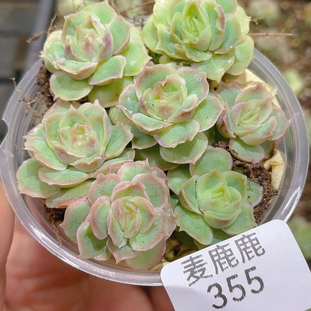355。虾饺保8。