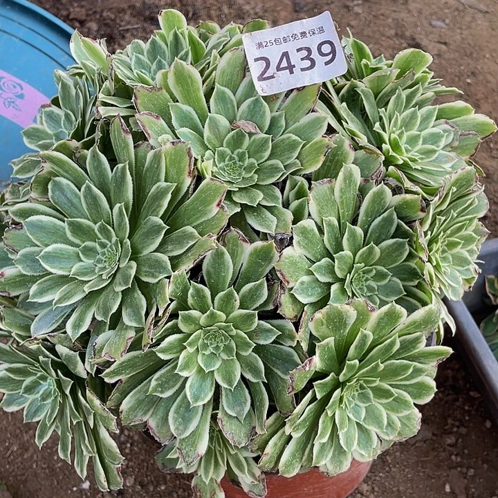 2439碧浪多肉植物