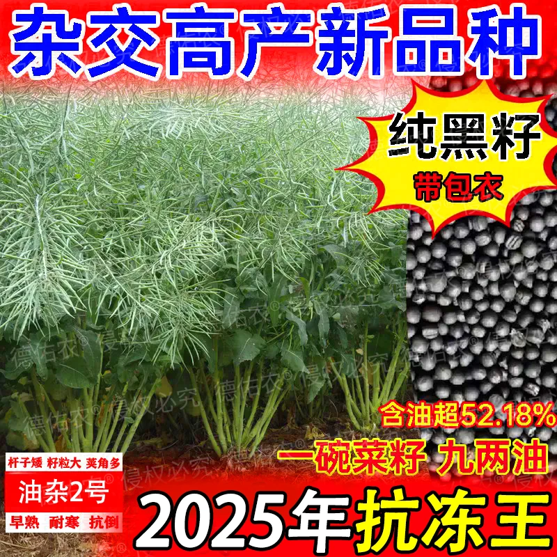 国审矮杆油菜种子高产高出油新品种大荚矮杆油菜籽批发耐寒抗倒伏