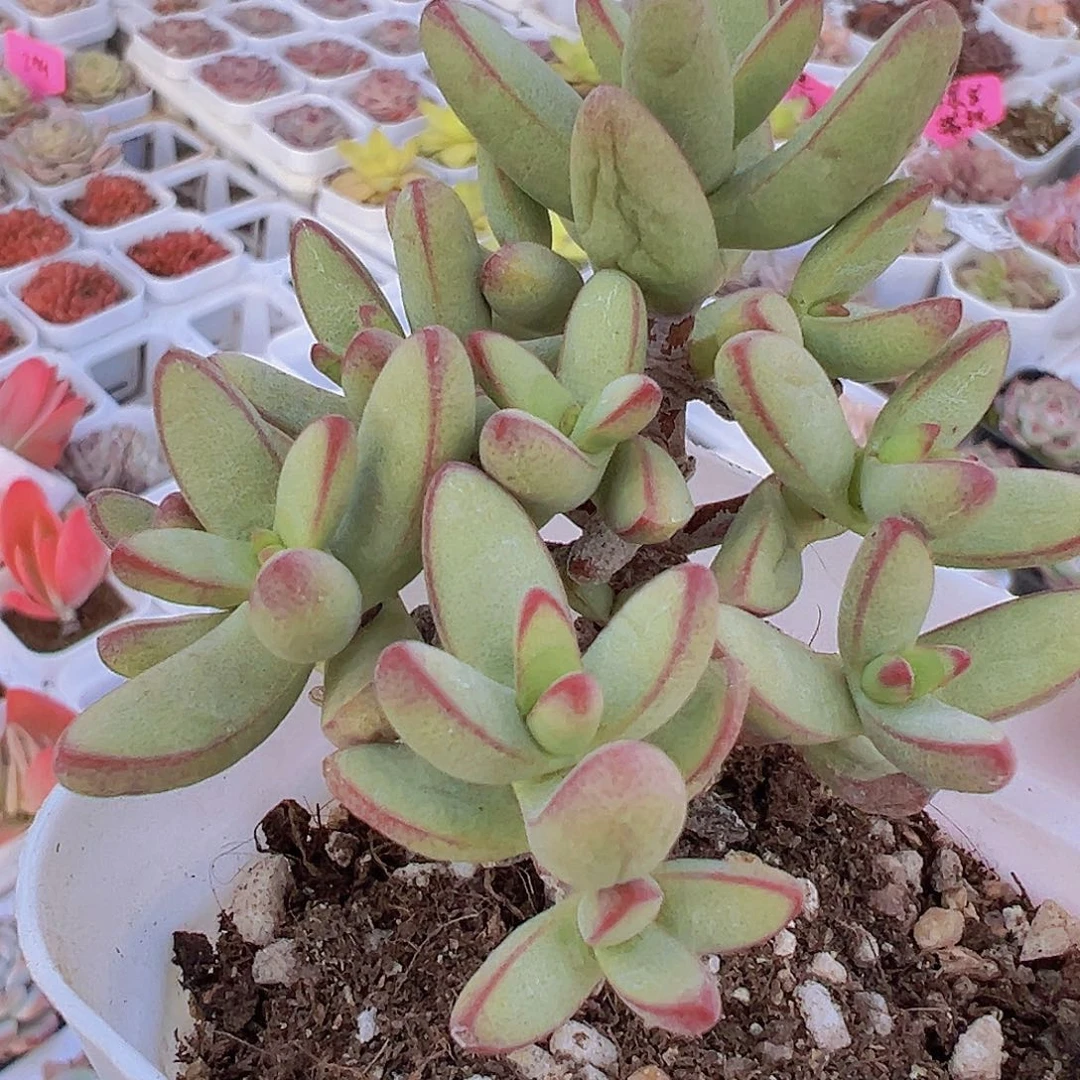 小天狗19包邮多肉植物