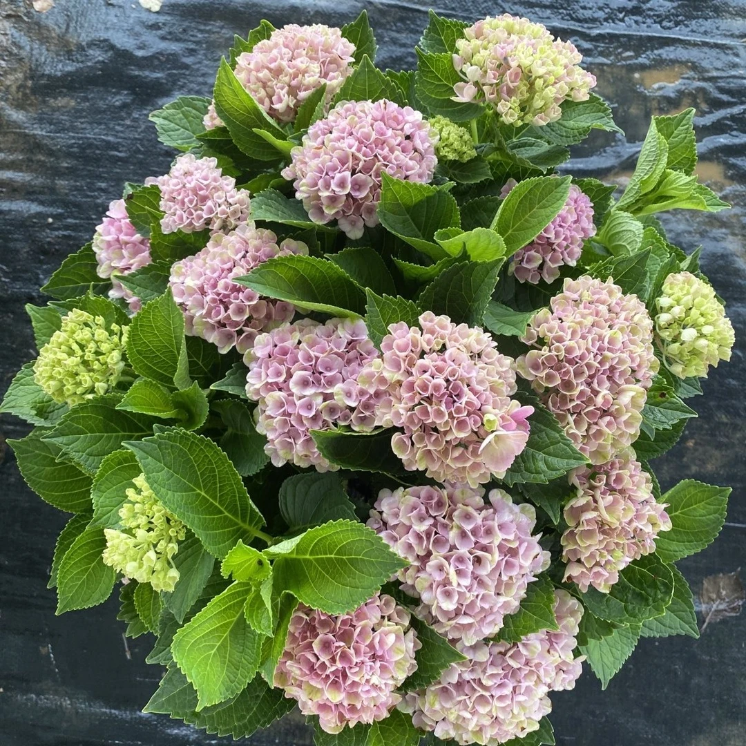 【魔幻革命】绣球花盆栽四季花卉绿植变色室外网红