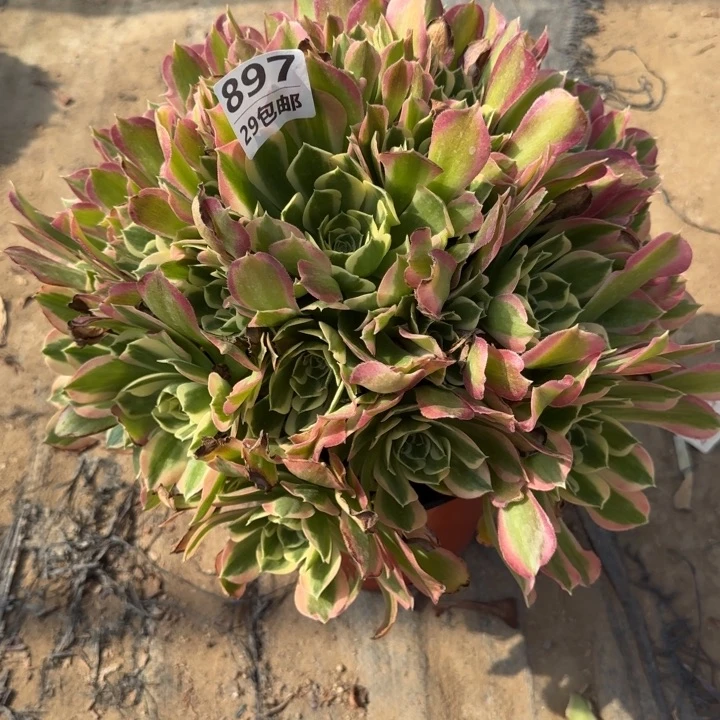 白凤……多肉植物……