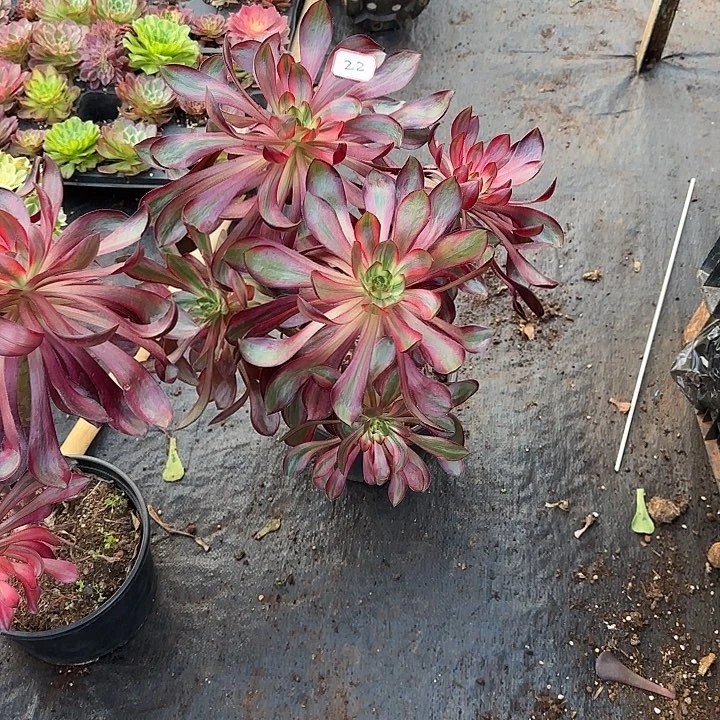 金***）精品多肉植物0022