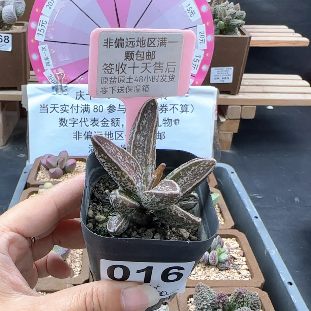 016花肌楞叶多肉植物
