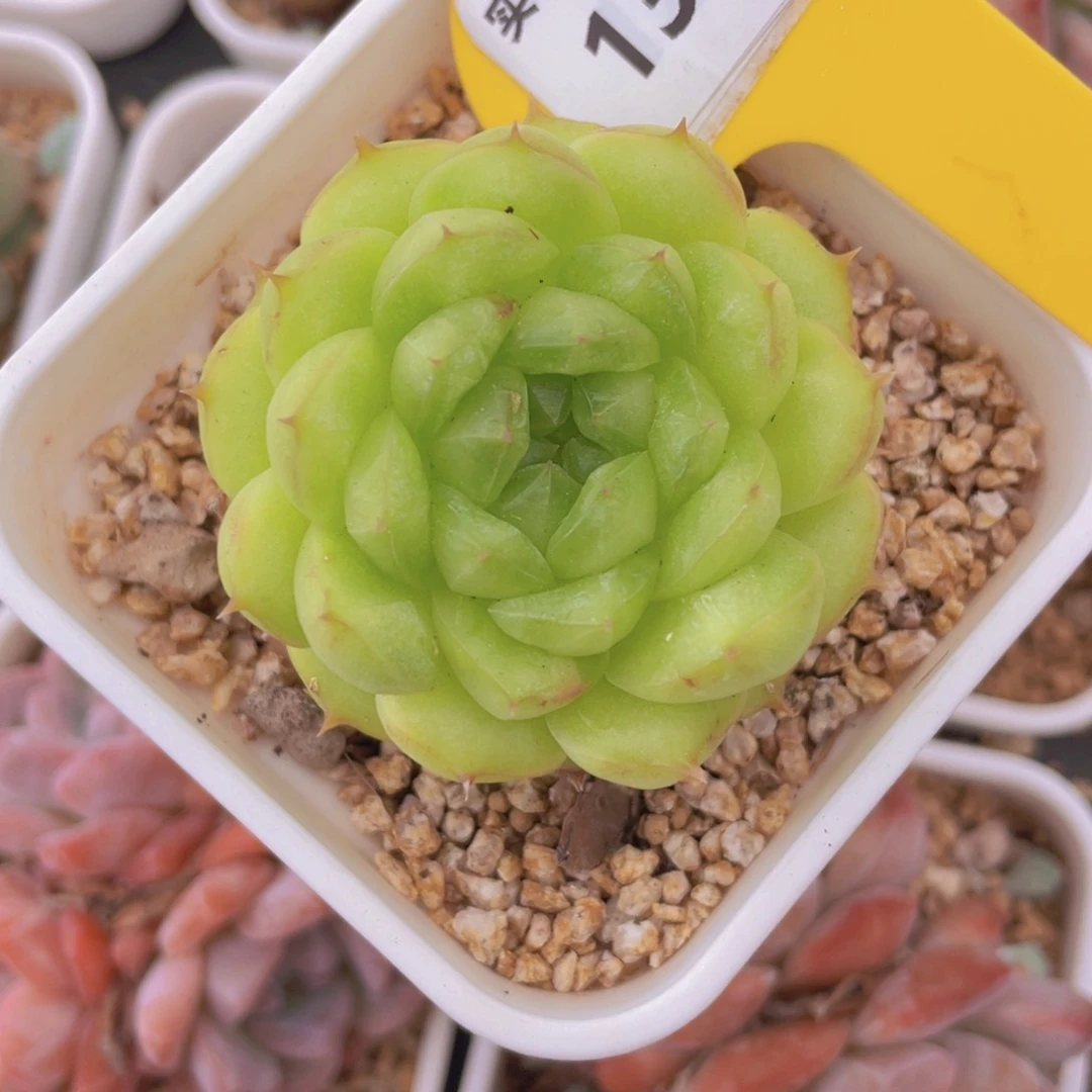 1322号 珍妮绿菩提一个
