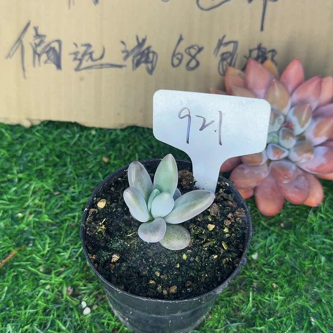 云南多肉小栈栗子星球921