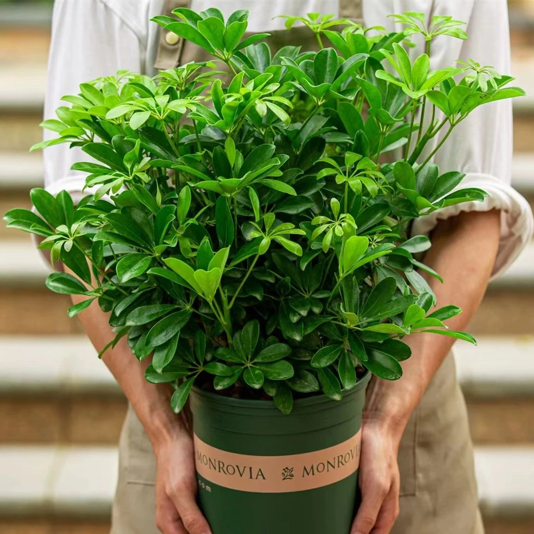 八方来财鸭脚木盆栽室内吸甲醛好养活四季常青净化空气绿植花卉