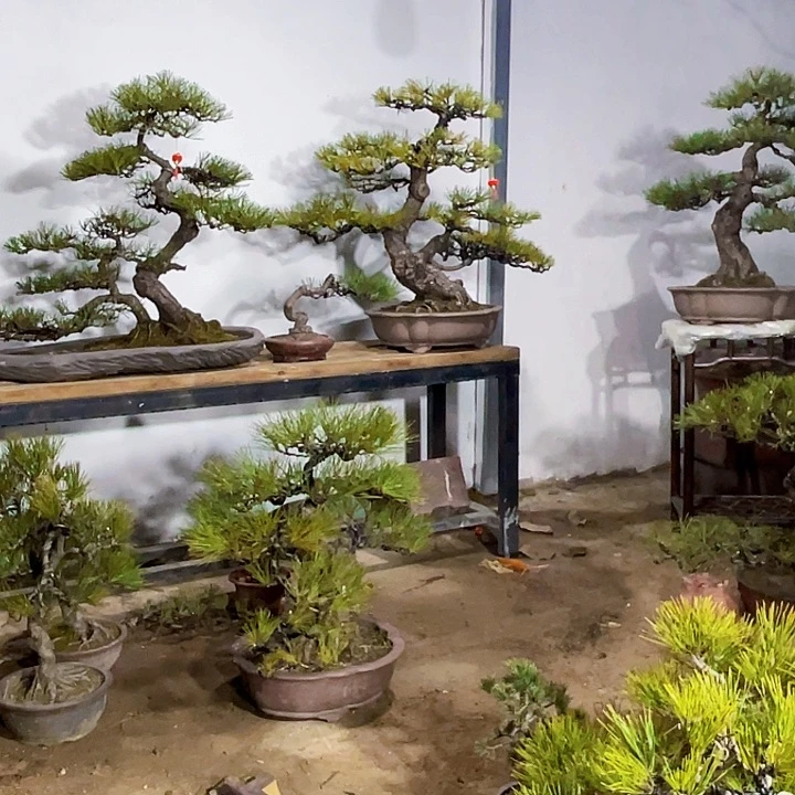 一*精品黑松盆景艺术