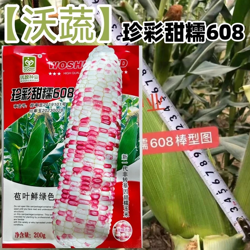 沃蔬珍彩甜糯608大棒矮杆绿苞叶甜糯高产非转基因彩甜糯玉米种子