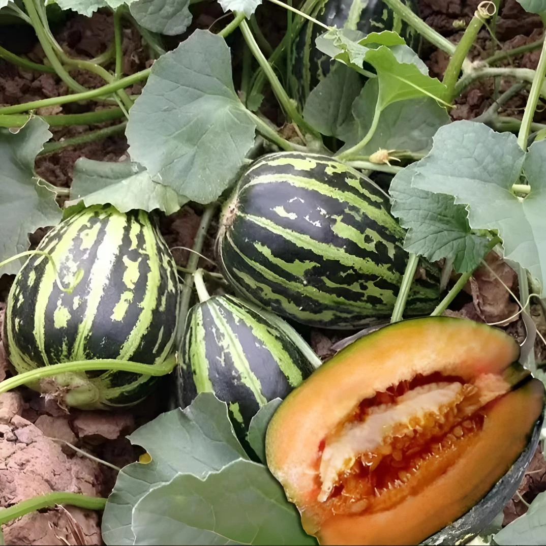冰糖心甜瓜种子冰糖籽甜瓜超甜高产适应性强四季春季种植简单