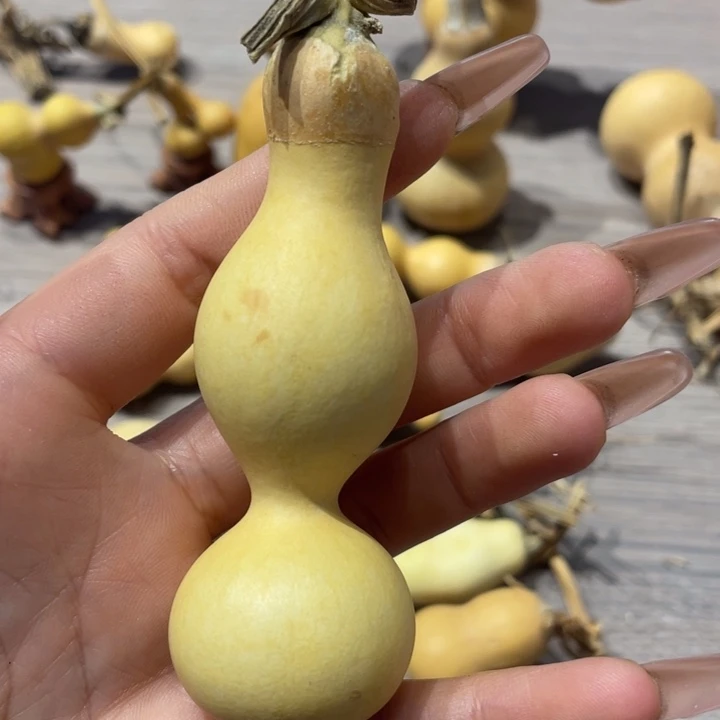 塞**柳粗嘴葫芦粗嘴葫芦