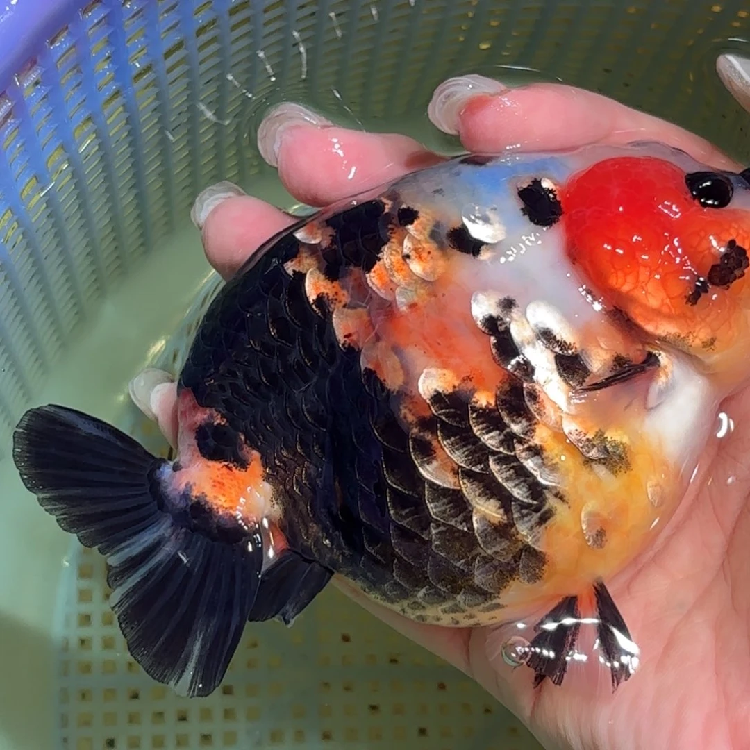 养***墩金鱼拍包装包邮，不拍包装运费到付