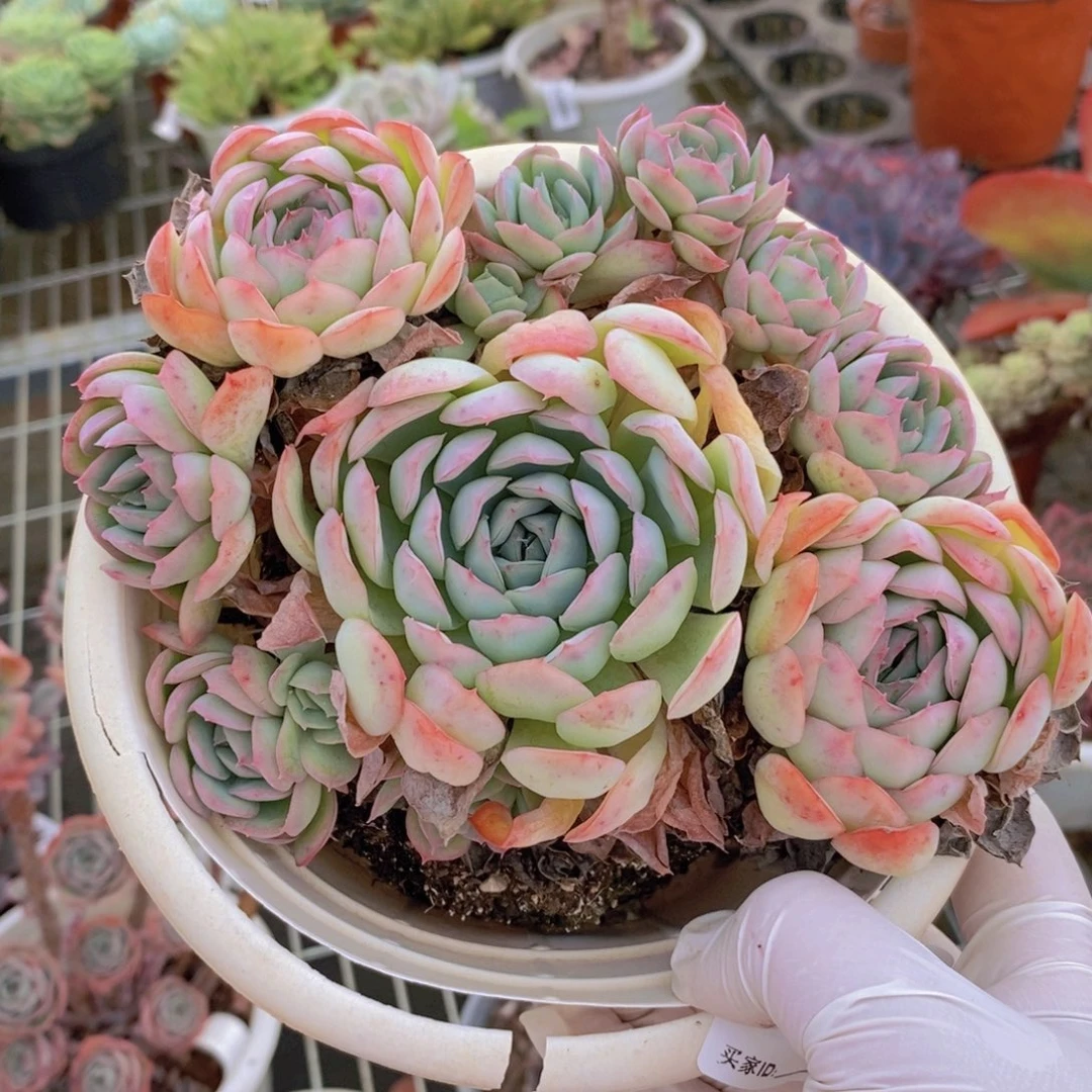 453贝瑞手捧一物一拍