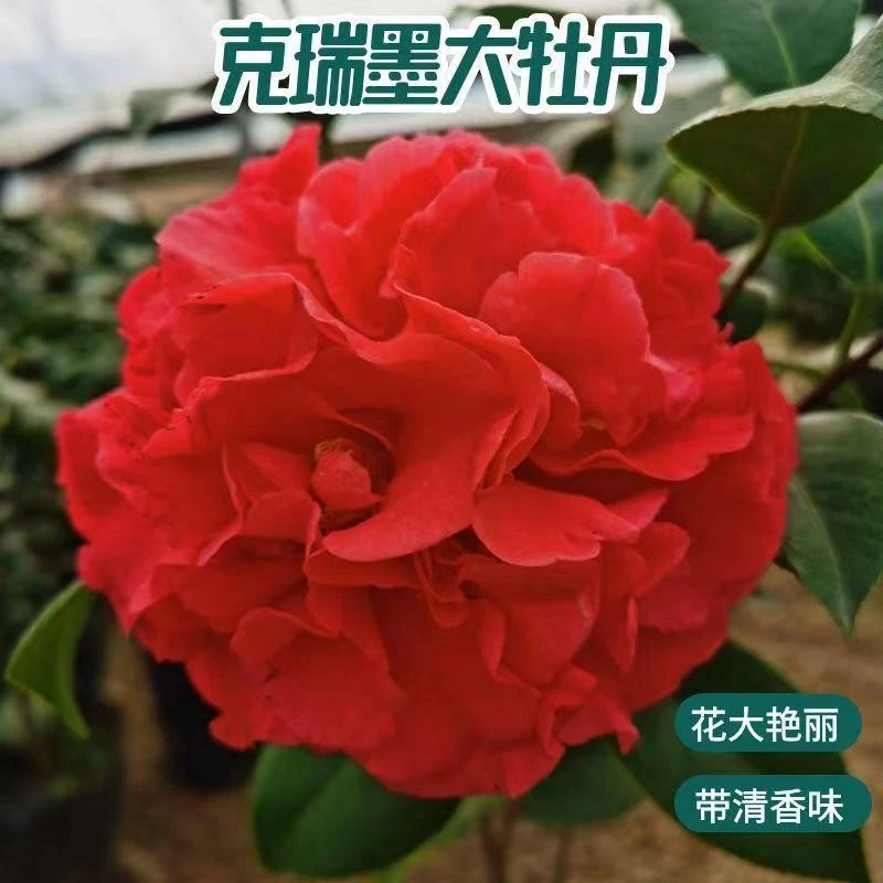 克瑞墨大牡丹香水茶花盆栽树苗红大花型带香味阳台花卉植物室内花