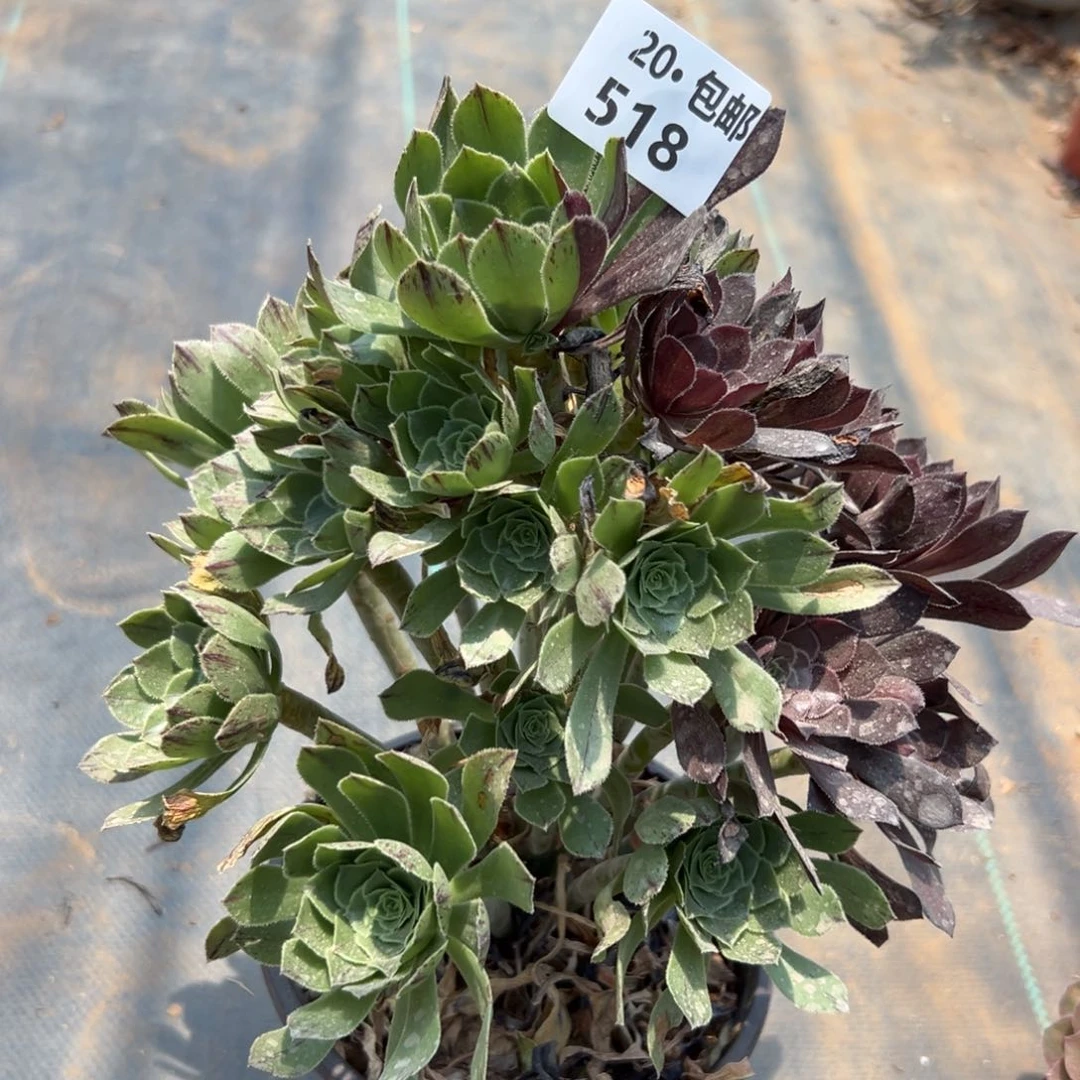 518灰法阴阳，满20包邮