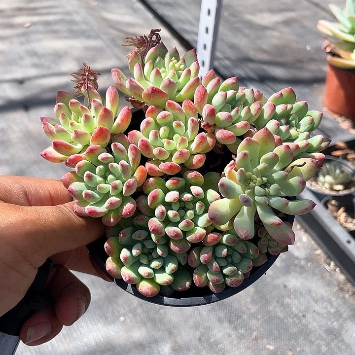 年*蓝苹果整群带盆发货