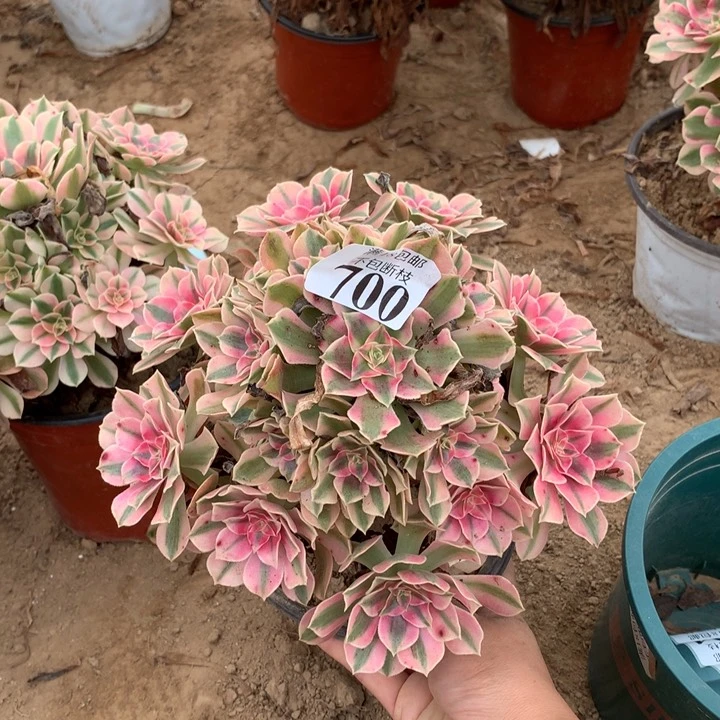 700粉女巫手捧4号