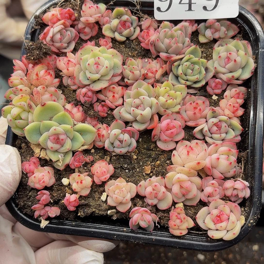 多肉植物多肉植物949