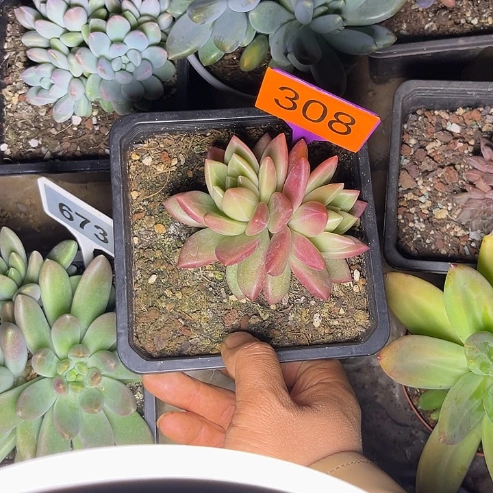 多肉植物迷雾泡泡