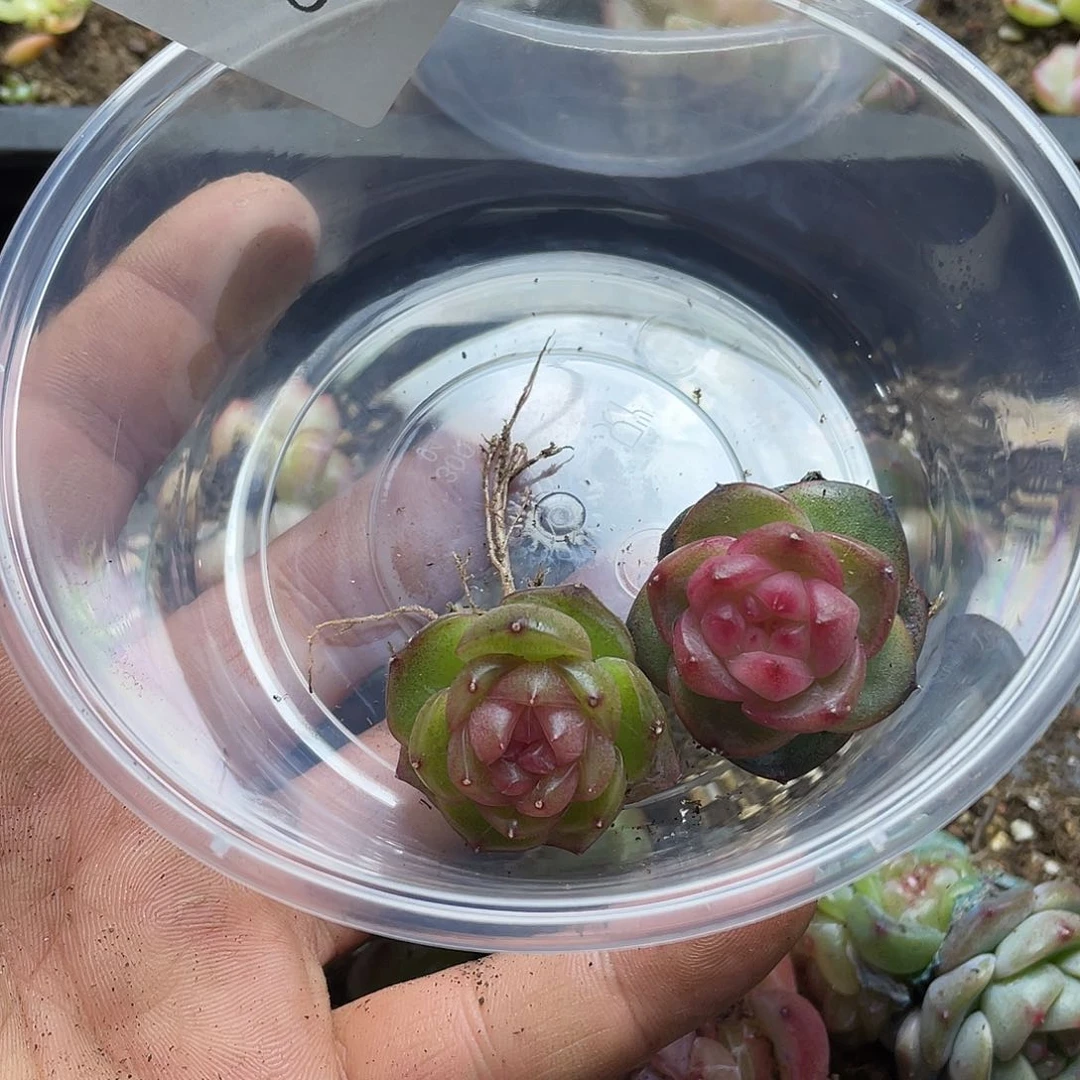 j***5珍妮混一物一拍290