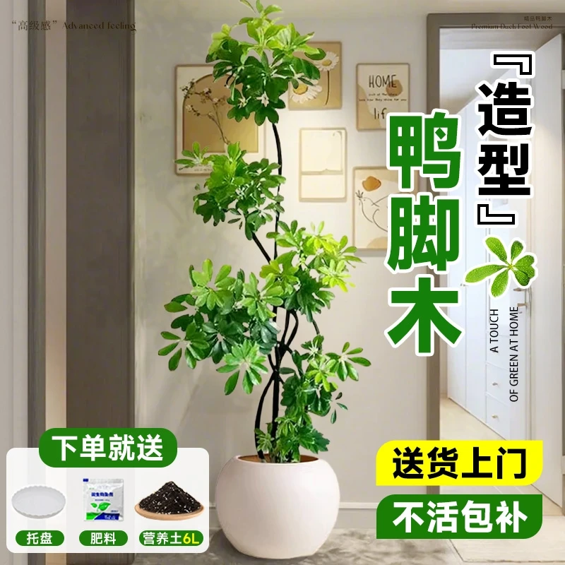 懒人造型百合竹鸭脚木客厅大盆栽真春雨绿植室内大型四季常青植物
