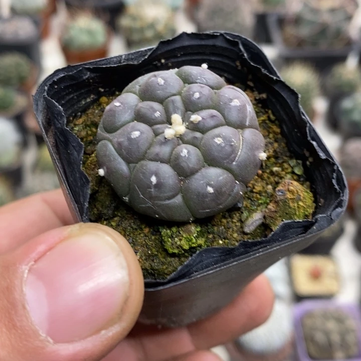 实生龟甲兜特价福利