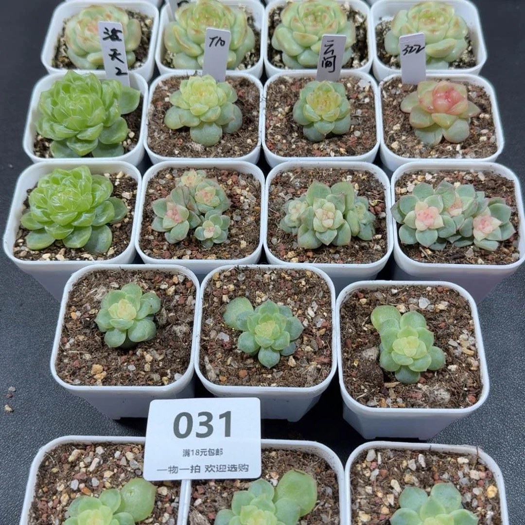 三个绵绵冰一物一拍专拍031