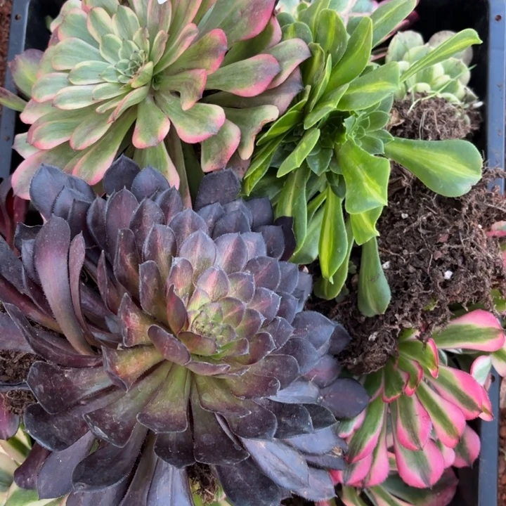 1**你489组合掌心多肉法师锦