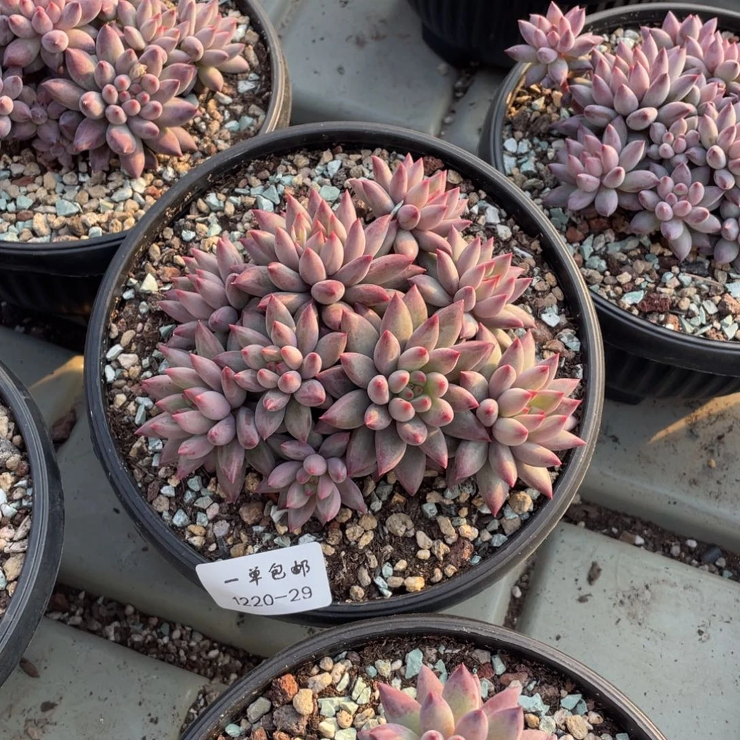 m***洋1220-29-虞美人。。。，，，