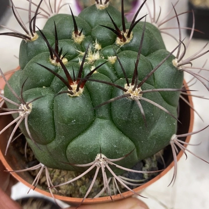 实生天子玉特价福利