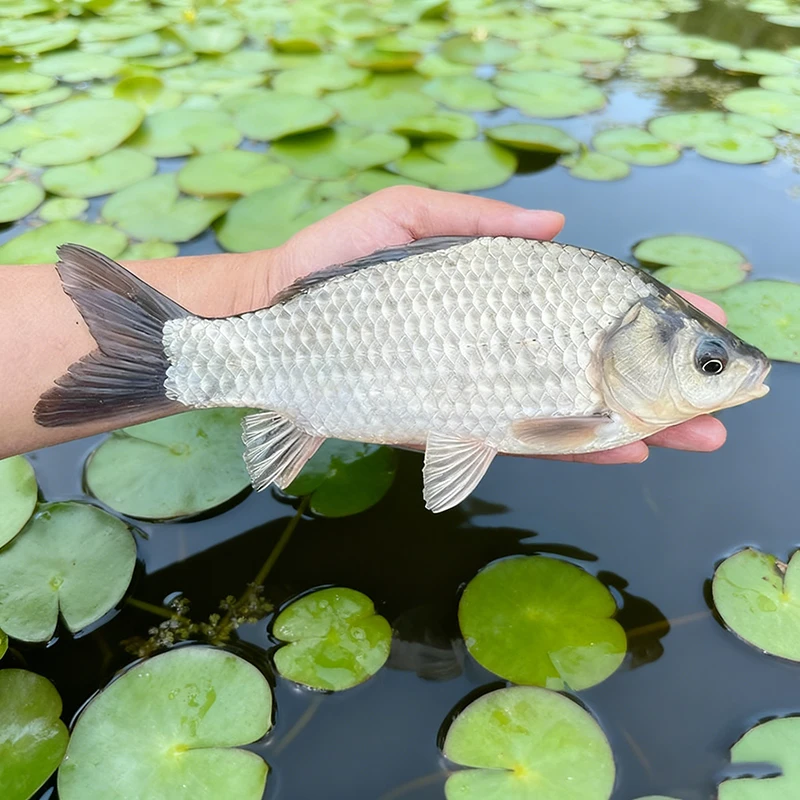 鲫鱼淡水鲫鱼优质品种适合养殖观赏