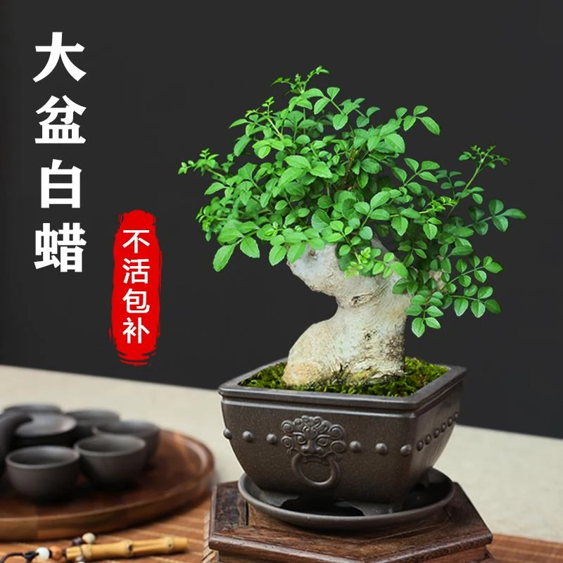 对节白蜡多年矮霸老桩造型盆景办公室桌面盆圆头和尚福禄根生姜