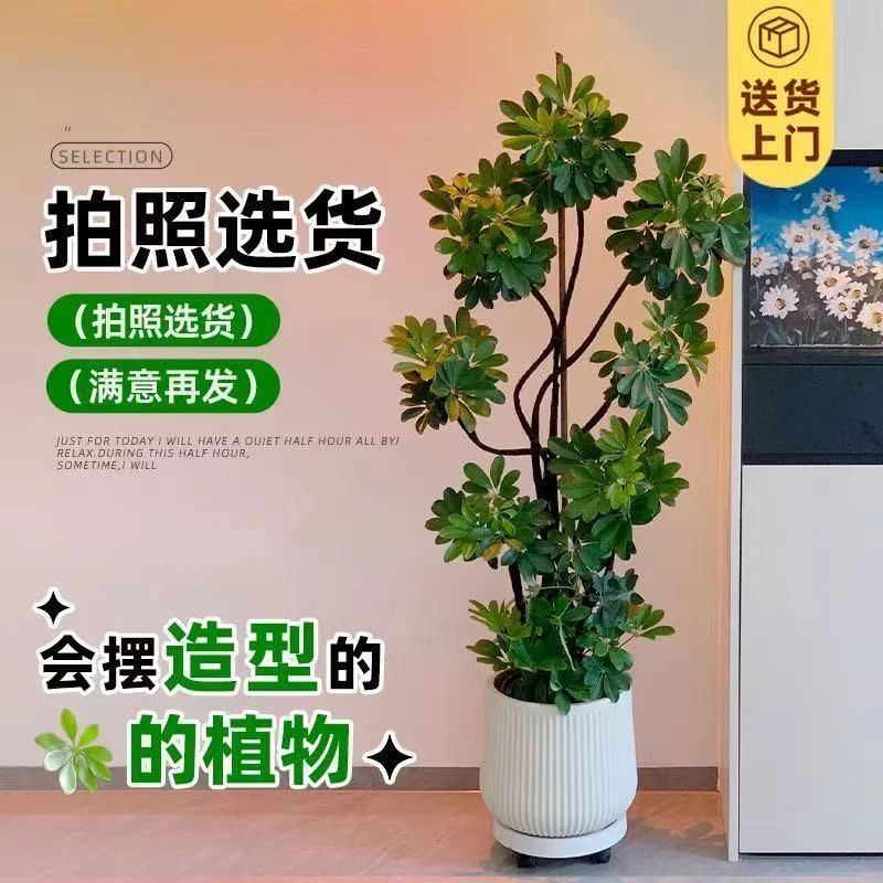 鸭脚木大盆栽室内大型落地绿植造型老桩四季常青八方来财