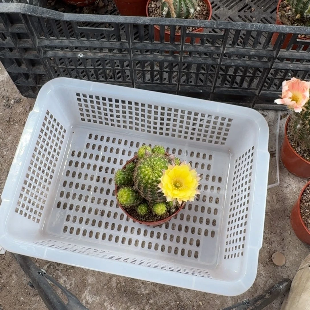 用***8无花朵丽花哈哈哈哈哈哈哈哈