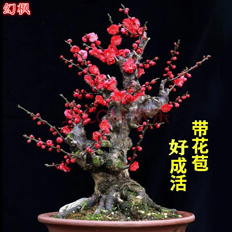 梅花盆栽老桩红梅腊梅盆景树苗好养花卉耐寒植物室内阳台庭院花苗