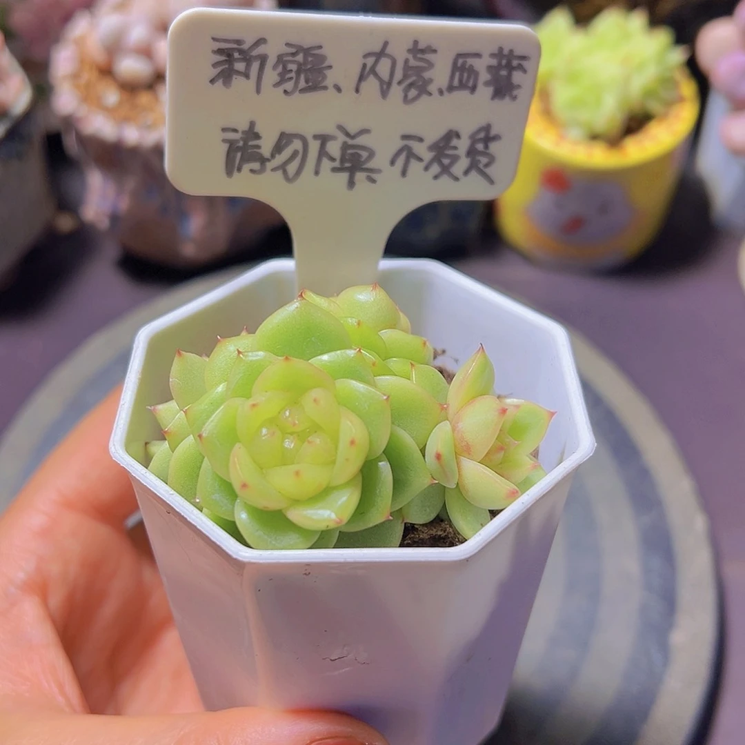 新品编号，多肉植物，