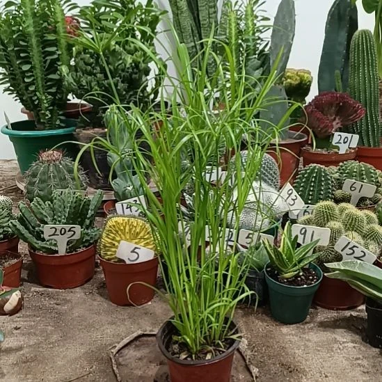 溢***钻当前无花朵，栽培后可花朵水竹