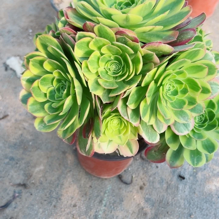 574奶白多肉植物