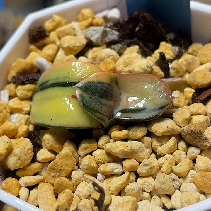 542卧牛锦特选福利