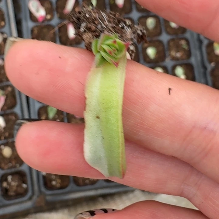 红花女王一物一拍44