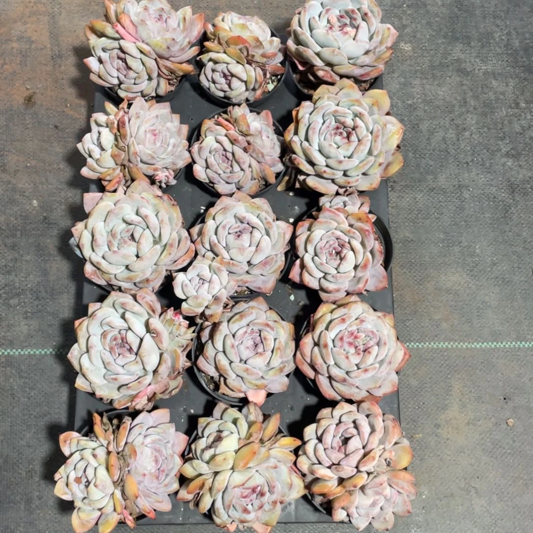 石榴子星影十五个一组45