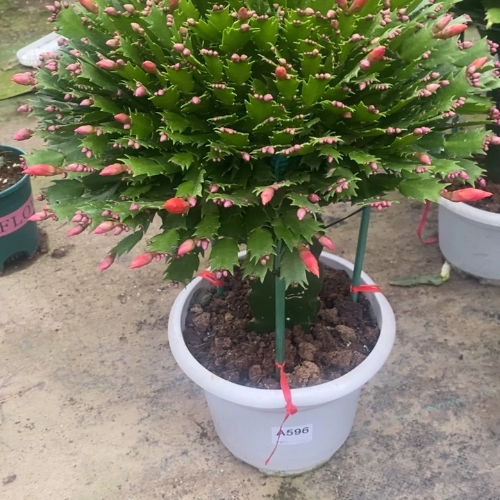 当前无花栽培后可以开花596嫁接红色