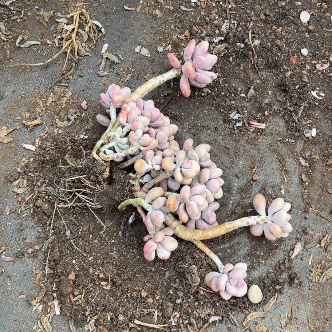 萌*?12号老庄多肉植物